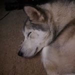 Profile Picture of Jonathan Fruchtnicht (@peripheral.paradox) on Instagram