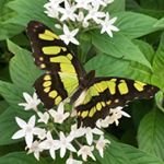 Profile Picture of thomas salter (@tommy_toes) on Instagram