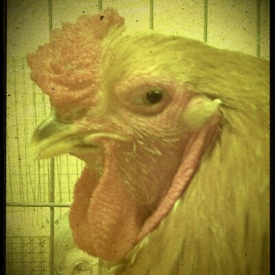 Profile Picture of Kyle Blackledge (@KyleBlackledge) on Twitter