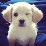 Profile Picture of leoshing (@lepshing0801) on Instagram