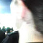 Profile Picture of daniel petrie (@@punnet69) on Tiktok