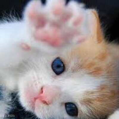 Profile Picture of Anderson Kutcher (@Andy_Kut) on Twitter