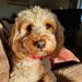 Profile Picture of Hannah McTaggart (@hannah_mctaggart) on Pinterest