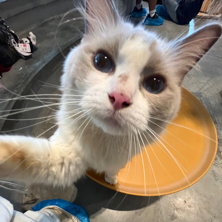 Profile Picture of benjaminhater (@benjaminhater) on Tiktok