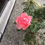 Profile Picture of Thomas Jenkins (@thomas.jenkins.31508076) on Instagram