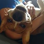 Profile Picture of Michael Ensz (@beagles_luv_waffles) on Instagram