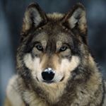 Profile Picture of Hope Shaffer (@hopeful_wolfy_101) on Instagram