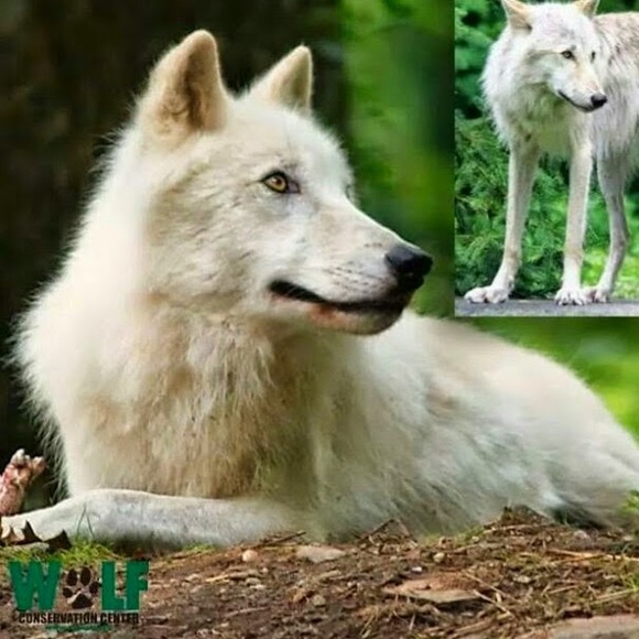 Vickie Razon - Poshmark Profile Picture of Vickie Razon (@dustysykes1) on Poshmark