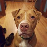 Profile Picture of Jeremy McNamara (@justapitbull) on Instagram