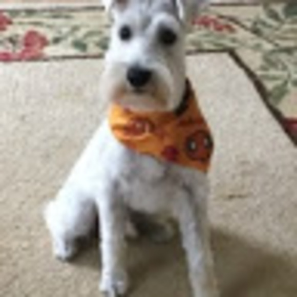 Profile Picture of Joseph Poole (@josephpoole299) on Poshmark