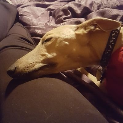 Profile Picture of Shell Mel (@Shell_Mel) on Twitter