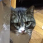 Profile Picture of Candace Gregory-Abbott (@honorspets) on Instagram