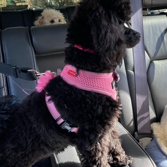 Profile Picture of Janet Barton (@foofoopoodle2) on Poshmark