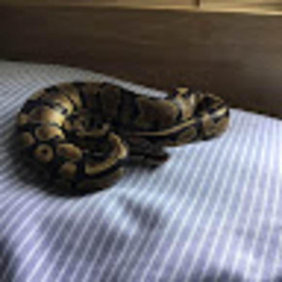 Profile Picture of Ben Werner (@benwerner922) on Poshmark