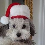 Profile Picture of Anne-Marie McClean (@mcyoung1206) on Instagram