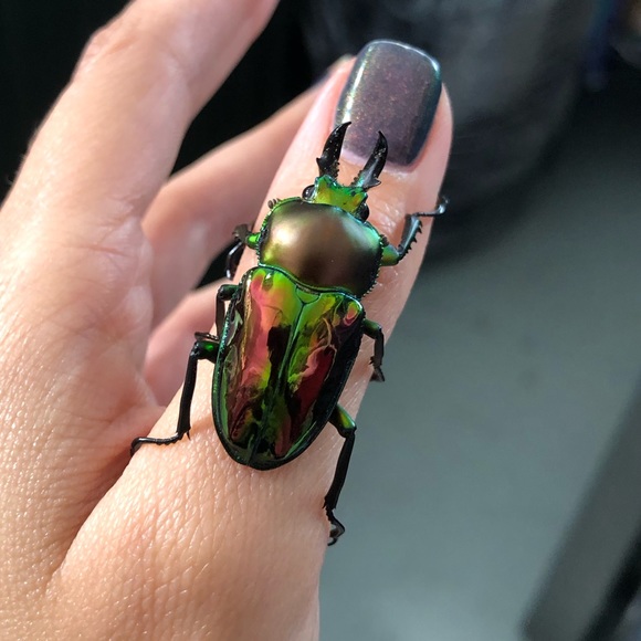 Profile Picture of Cindel Carballo (@cindelcm) on Poshmark