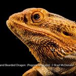 Profile Picture of Brad (@brad_mcdonald_photography) on Instagram