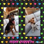 Profile Picture of supper puppy's (@jackie_russell_luna) on Instagram