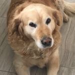 Profile Picture of Dog_Zoja 🐕 (@zana__rosker) on Instagram