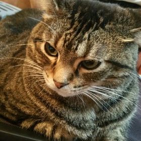 Profile Picture of Joanne Rawson Lamphier (@jlamphier) on Pinterest