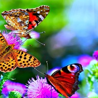 Profile Picture of Stephanie Scull (@stephanie-scull) on Quora