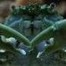 Profile Picture of Larry Crab (@larry.crab.7) on Facebook