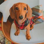 Profile Picture of Queen Peggy the Dachshund (@thequeenpeggy) on Instagram