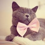 Profile Picture of Cassie Cramer (@cramercassie) on Instagram