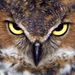 Profile Picture of Leo enki (@kalamchiali) on Pinterest