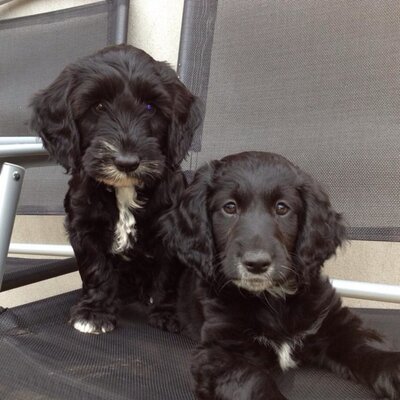 Profile Picture of Alfie (@TanyaEdmonds2) on Twitter