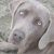 Profile Picture of Erika-Rava Axel-Weimaraner (@axelweimaraner) on Pinterest