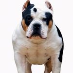 Profile Picture of Robert Andersen (@robert.andersen.790) on Instagram