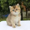 Profile Picture of devolre (@devolre) on Tiktok