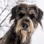 Profile Picture of Dave Ellis (@canawick) on Instagram