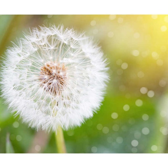 Profile Picture of Rochi Rochi (@isadora_mia) on Poshmark