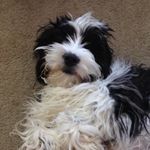 Brodie Pupper Craig - Instagram Profile Picture of Brodie Pupper Craig (@thingsbrodiedoes) on Instagram