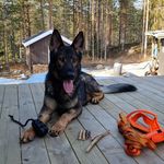 Profile Picture of Erica Linke (@1__swedish_crime) on Instagram