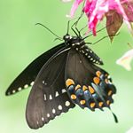 Profile Picture of Alissa Weaver (@alissadweaver) on Instagram