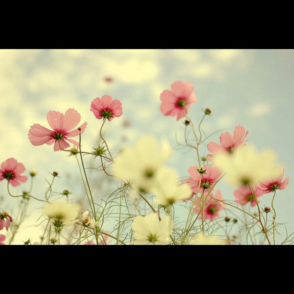 Viviana Lima - Poshmark Profile Picture of Viviana Lima (@vivific) on Poshmark