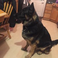 Profile Picture of Joseph Caroli (@joseph-caroli) on Quora