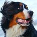 Profile Picture of clover willow (@allisonga2006) on Pinterest