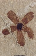 Profile Picture of Chaneyaon Wikipedia