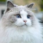 Profile Picture of Felina Mimi (@gata.mimii) on Instagram