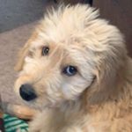 Randall The Massive Johnson - Instagram Profile Picture of Randall The Massive Johnson (@the_original_randall) on Instagram