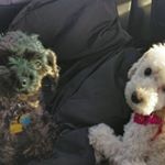 Profile Picture of Casey & Cocoa (@caseyandcocoa) on Instagram