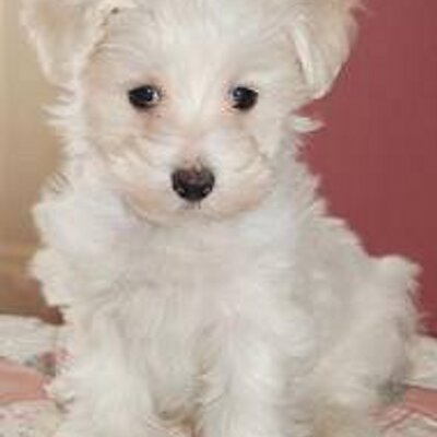 Profile Picture of Levi Marshall (@leviismydogge) on Twitter