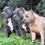 Profile Picture of GARRETT MCDANIEL (@fulltrottlebullies) on Instagram