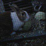 Profile Picture of dave (@dave_the_dutch_rabbit_) on Instagram