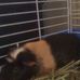 Profile Picture of Sammy Guinea Singleton (Dat Pig) (@sammy.singleton.96) on Facebook