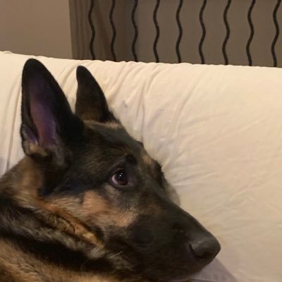 Profile Picture of Peter Gartner (@PeterGartner8) on Twitter